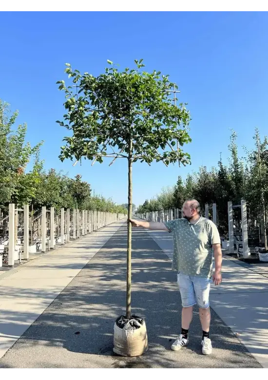 Stadtbirne 'Chanticleer' Spalierbaum | Pyrus calleryana 'Chanticleer'