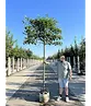 Stadtbirne 'Chanticleer' Spalierbaum | Pyrus calleryana 'Chanticleer'