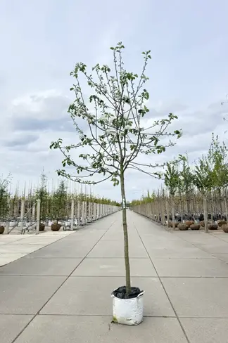 Apfelbaum 'Rode Boskoop' | Malus domestica 'Rode Boskoop'