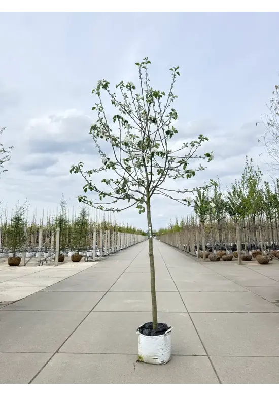 Apfelbaum 'Rode Boskoop' | Malus domestica 'Rode Boskoop'