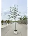 Apfelbaum 'Rode Boskoop' | Malus domestica 'Rode Boskoop'