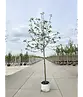 Apfelbaum 'Rode Boskoop' | Malus domestica 'Rode Boskoop'