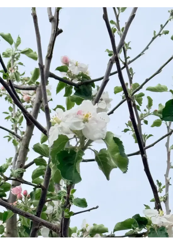 Apfelbaum 'Rode Boskoop' | Malus domestica 'Rode Boskoop'