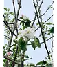 Apfelbaum 'Rode Boskoop' | Malus domestica 'Rode Boskoop'