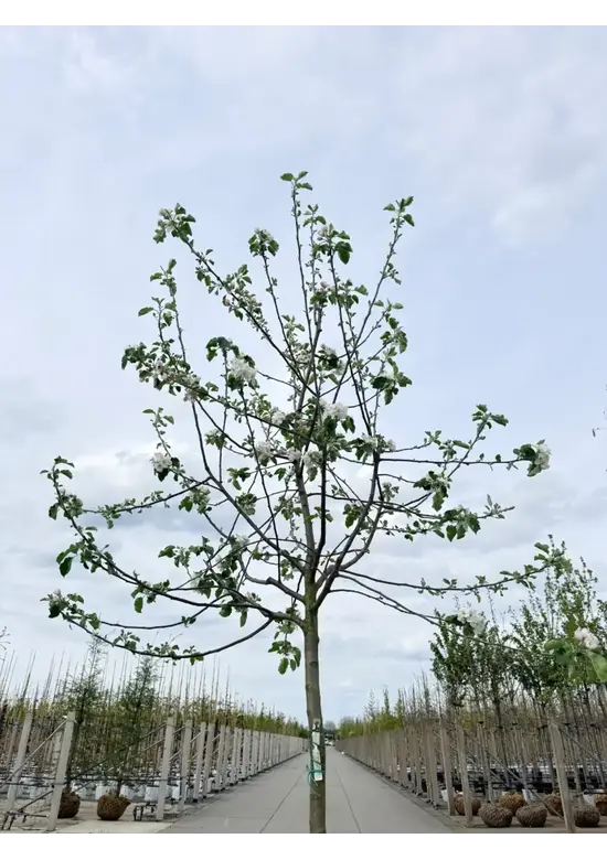 Apfelbaum 'Rode Boskoop' | Malus domestica 'Rode Boskoop'