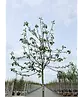 Apfelbaum 'Rode Boskoop' | Malus domestica 'Rode Boskoop'