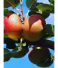 Apfelbaum 'Rode Boskoop' | Malus domestica 'Rode Boskoop'