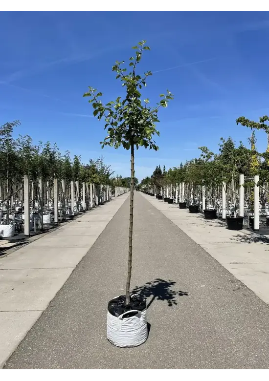 Apfelbaum 'Rode Boskoop' | Malus domestica 'Rode Boskoop'