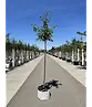 Apfelbaum 'Rode Boskoop' | Malus domestica 'Rode Boskoop'