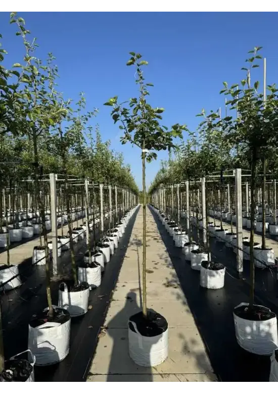 Apfelbaum 'Rode Boskoop' | Malus domestica 'Rode Boskoop'
