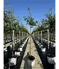 Apfelbaum 'Rode Boskoop' | Malus domestica 'Rode Boskoop'
