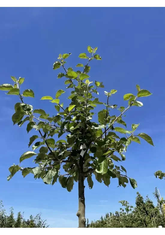 Apfelbaum 'Rode Boskoop' | Malus domestica 'Rode Boskoop'