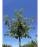 Apfelbaum 'Rode Boskoop' | Malus domestica 'Rode Boskoop'