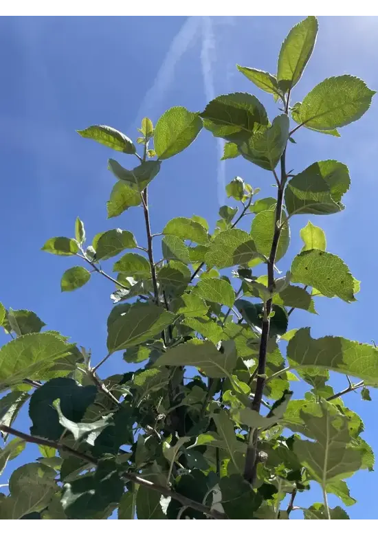 Apfelbaum 'Rode Boskoop' | Malus domestica 'Rode Boskoop'