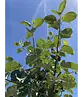 Apfelbaum 'Rode Boskoop' | Malus domestica 'Rode Boskoop'