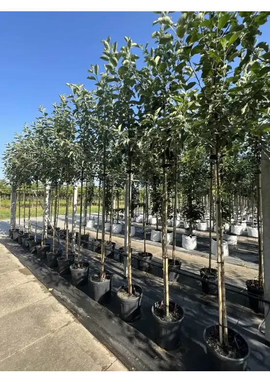 Apfelbaum 'Rode Boskoop' | Malus domestica 'Rode Boskoop'