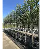 Apfelbaum 'Rode Boskoop' | Malus domestica 'Rode Boskoop'