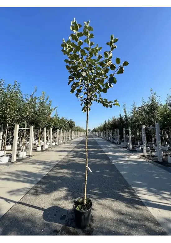 Apfelbaum 'Rode Boskoop' | Malus domestica 'Rode Boskoop'