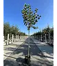 Apfelbaum 'Rode Boskoop' | Malus domestica 'Rode Boskoop'
