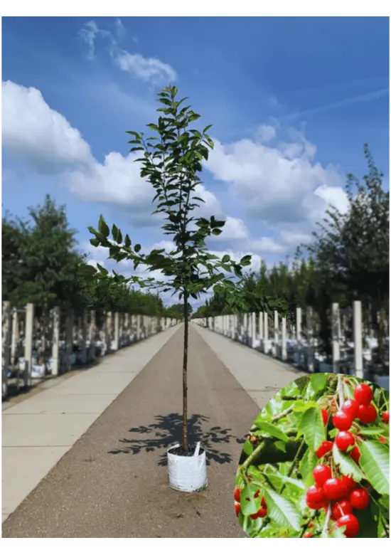 Süßkirsche 'Hedelfinger Riesenkirsche' | Prunus 'Hedelfinger Riesenkirsche'