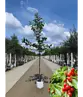 Süßkirsche 'Hedelfinger Riesenkirsche' | Prunus 'Hedelfinger Riesenkirsche'