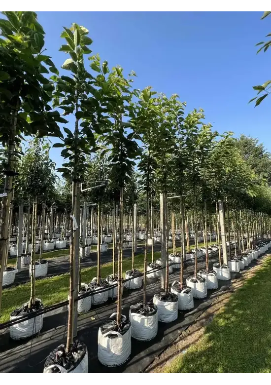 Süßkirsche 'Hedelfinger Riesenkirsche' | Prunus 'Hedelfinger Riesenkirsche'