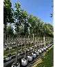 Süßkirsche 'Hedelfinger Riesenkirsche' | Prunus 'Hedelfinger Riesenkirsche'