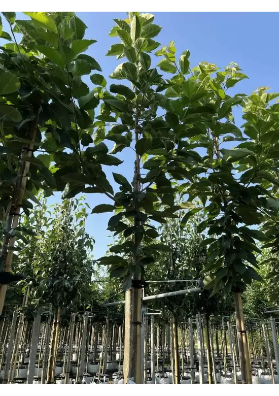 Süßkirsche 'Hedelfinger Riesenkirsche' | Prunus 'Hedelfinger Riesenkirsche'