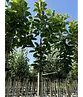 Süßkirsche 'Hedelfinger Riesenkirsche' | Prunus 'Hedelfinger Riesenkirsche'