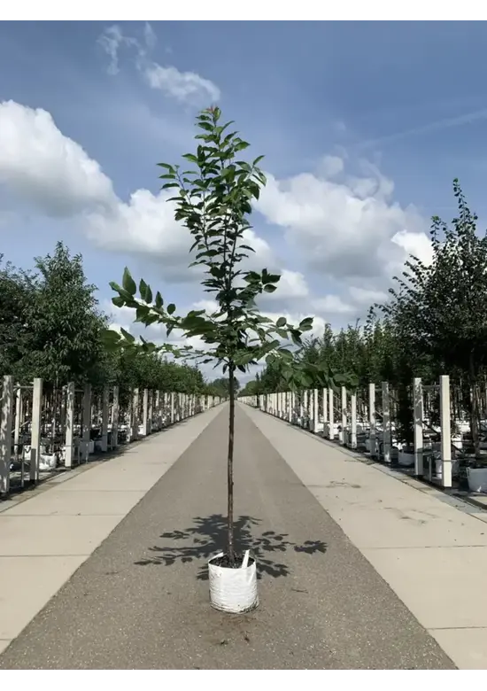 Süßkirsche 'Hedelfinger Riesenkirsche' | Prunus 'Hedelfinger Riesenkirsche'