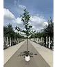 Süßkirsche 'Hedelfinger Riesenkirsche' | Prunus 'Hedelfinger Riesenkirsche'