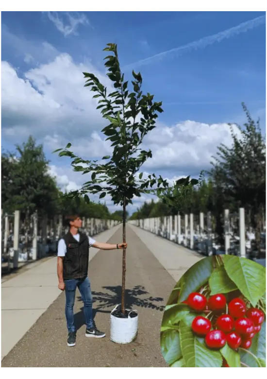 Süßkirsche 'Stella' | Prunus avium 'Stella'