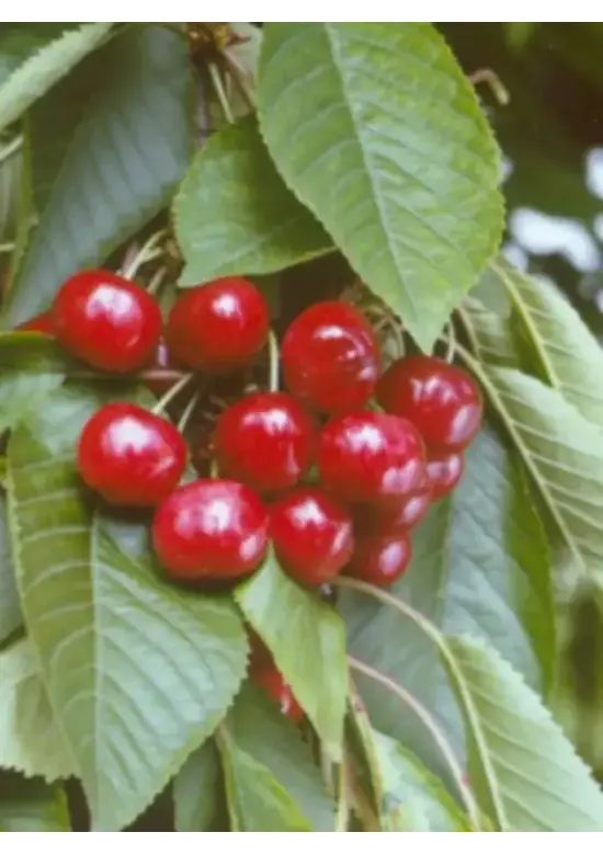 Süßkirsche 'Stella' | Prunus avium 'Stella'