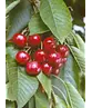 Süßkirsche 'Stella' | Prunus avium 'Stella'