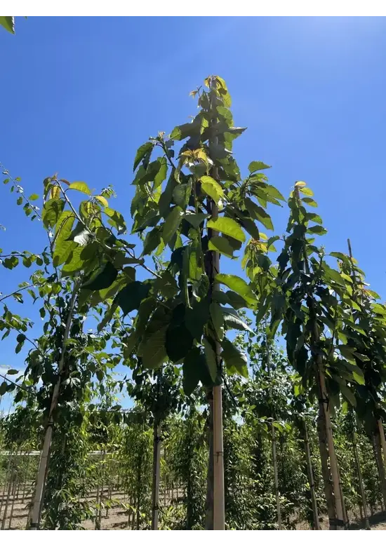 Süßkirsche 'Stella' | Prunus avium 'Stella'