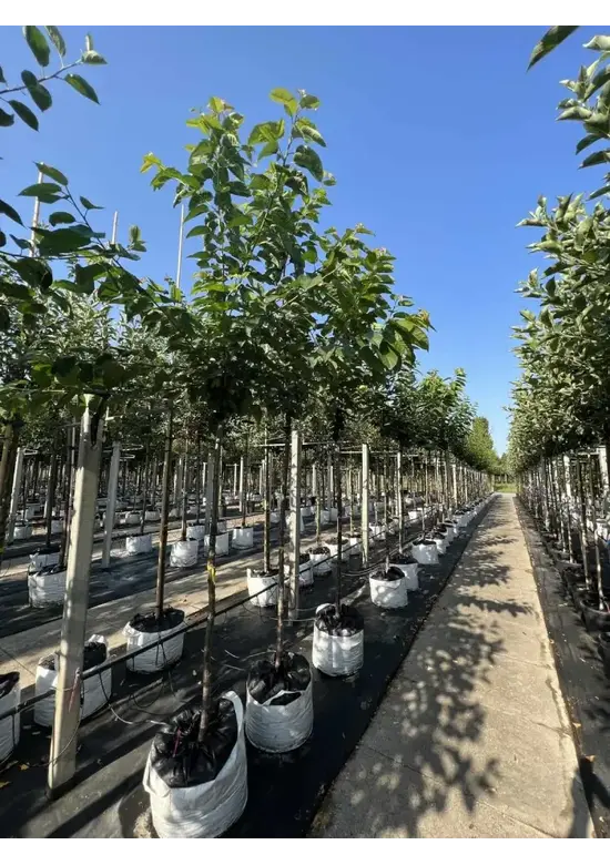 Süßkirsche 'Stella' | Prunus avium 'Stella'