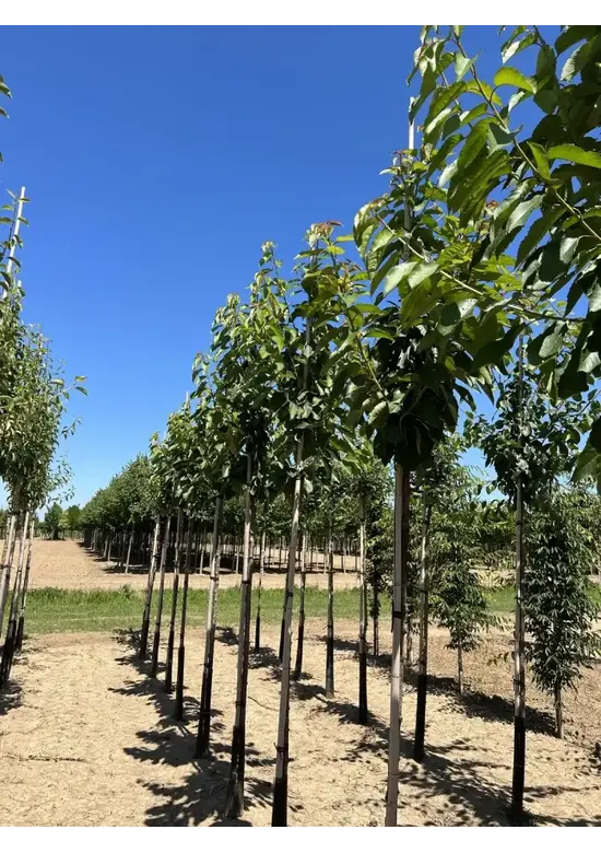 Süßkirsche 'Stella' | Prunus avium 'Stella'