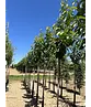 Süßkirsche 'Stella' | Prunus avium 'Stella'