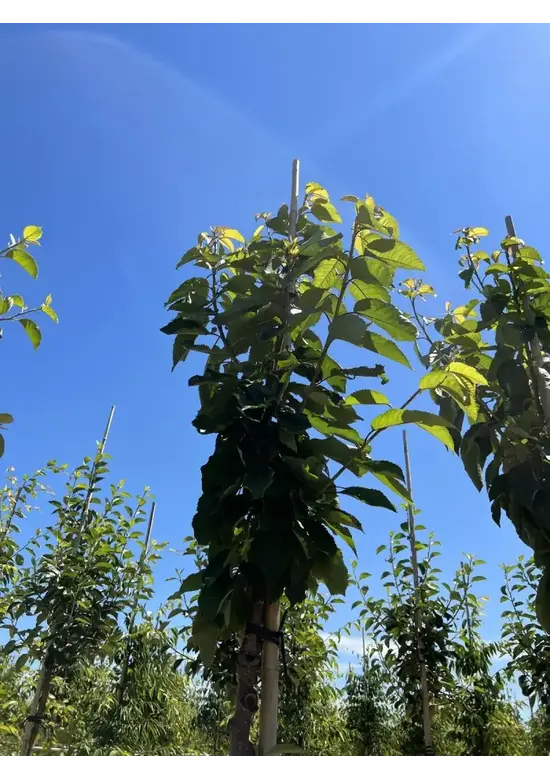 Süßkirsche 'Stella' | Prunus avium 'Stella'