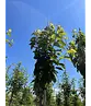 Süßkirsche 'Stella' | Prunus avium 'Stella'