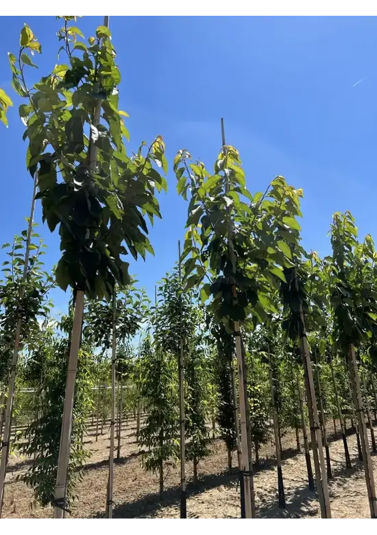 Süßkirsche 'Stella' | Prunus avium 'Stella'