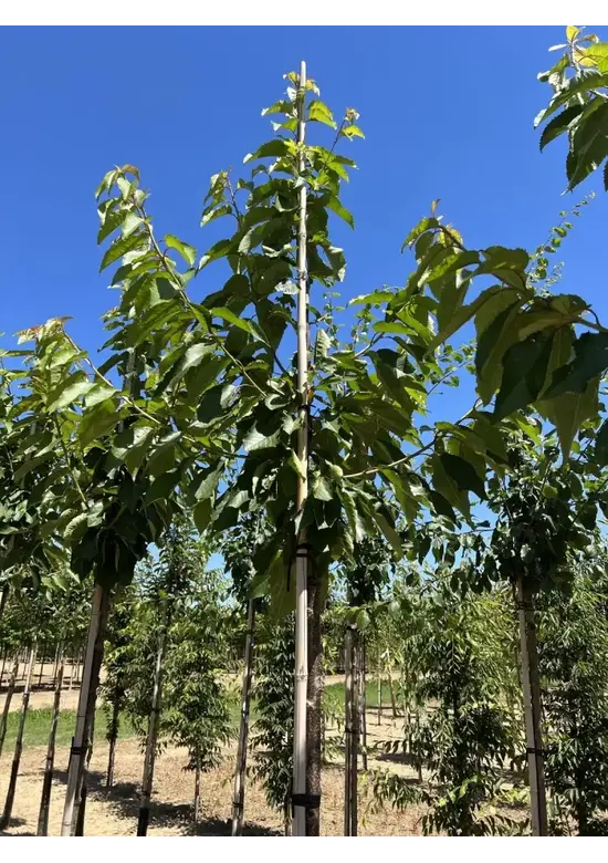 Süßkirsche 'Stella' | Prunus avium 'Stella'