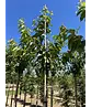 Süßkirsche 'Stella' | Prunus avium 'Stella'