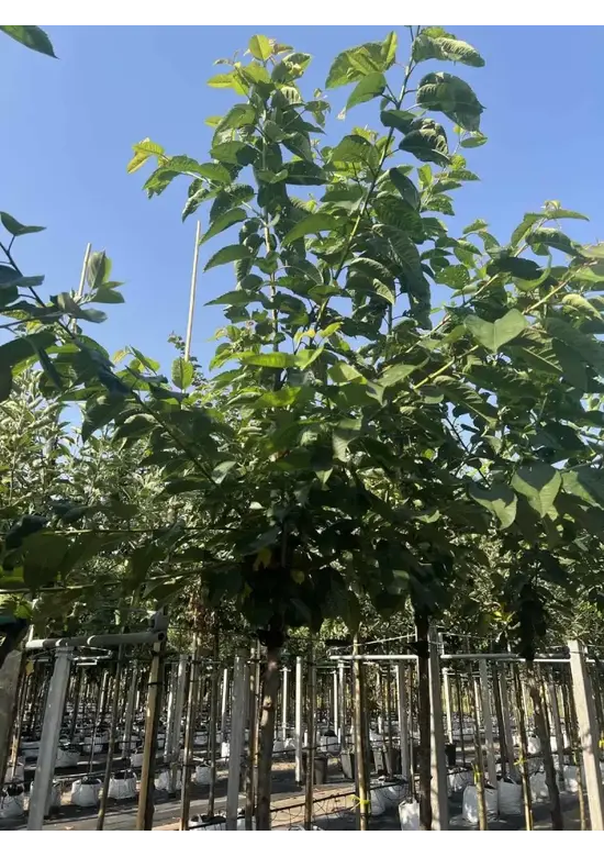 Süßkirsche 'Stella' | Prunus avium 'Stella'