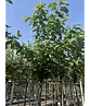 Süßkirsche 'Stella' | Prunus avium 'Stella'