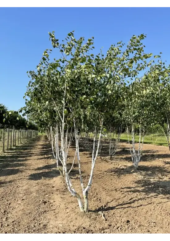 Himalaya Birke mehrstämmig | Betula utilis 'Jacquemontii'