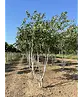 Himalaya Birke mehrstämmig | Betula utilis 'Jacquemontii'
