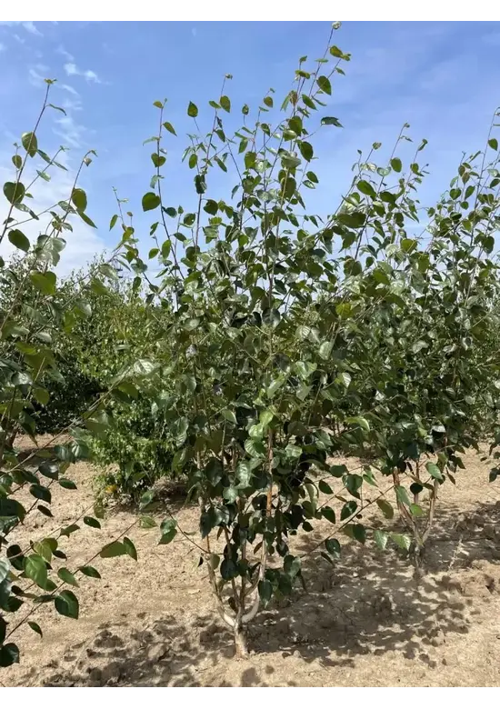 Himalaya Birke mehrstämmig | Betula utilis 'Jacquemontii'