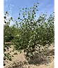 Himalaya Birke mehrstämmig | Betula utilis 'Jacquemontii'