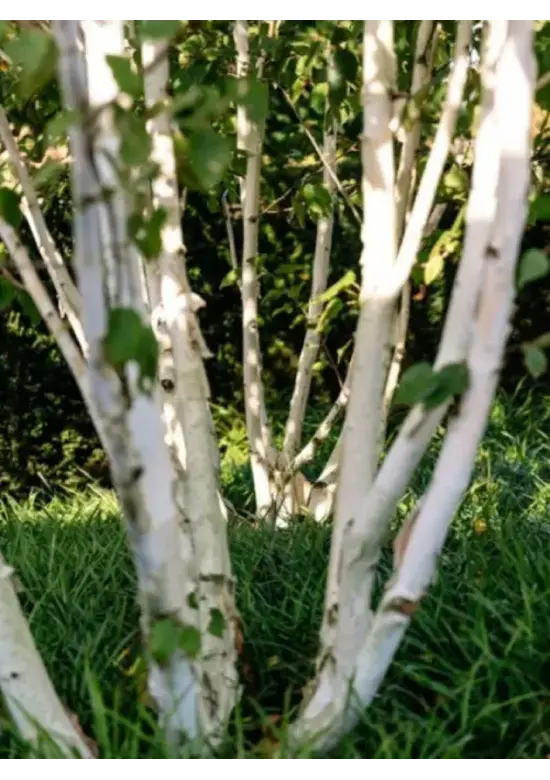 Himalaya Birke mehrstämmig | Betula utilis 'Jacquemontii'